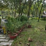 Duy Cường thăm mộ Phạm Duy