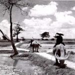 Đồng quê