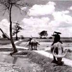 Đồng quê